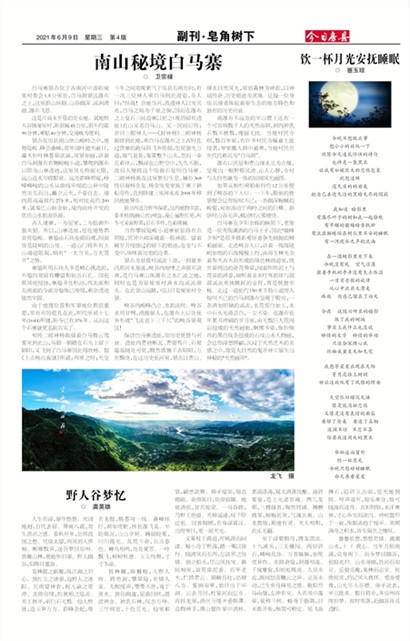 今日房县副刊·皂角树下